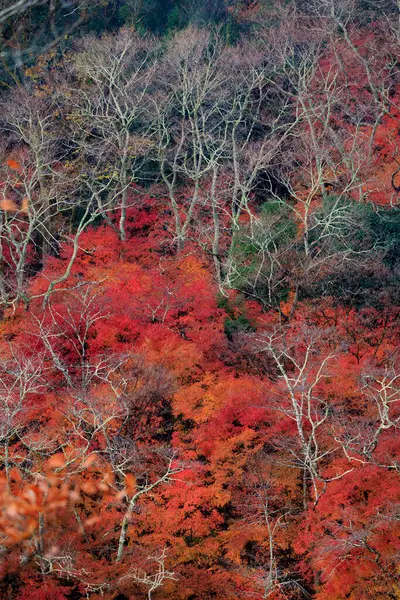 Vibrerande Röd Höst Lövverk Arashiyama Japan Stockfoto