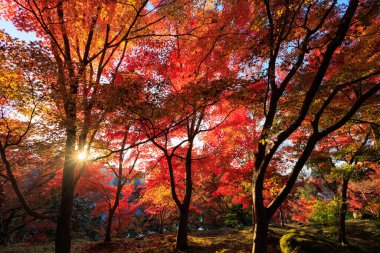 Eikan-do Zenrin-ji Tapınağı, Kyoto, Japonya 'da canlı kırmızı sonbahar yeşilliği.