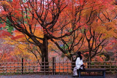 Bir bankta tek başına oturan bir kadın, Japonya, Kyoto 'daki Tofukuji Tapınağı' ndaki canlı kırmızı akçaağaç ağacına bakıyor.