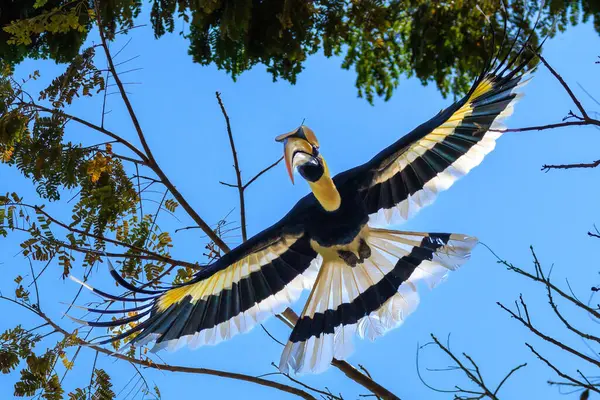 Velký Hornbill Létající Mezi Větvemi Stromů Langkawi Malajsie — Stock fotografie