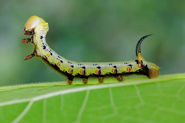 Caterpillar Pellucid Hawkmoth Krypa Ett Blad Stockbild