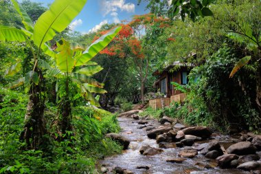 Nehir boyunca vahşi tropikal doğa manzarası Delonix regia ağacı çiçekleri, Chiang Mai vilayeti, Tayland