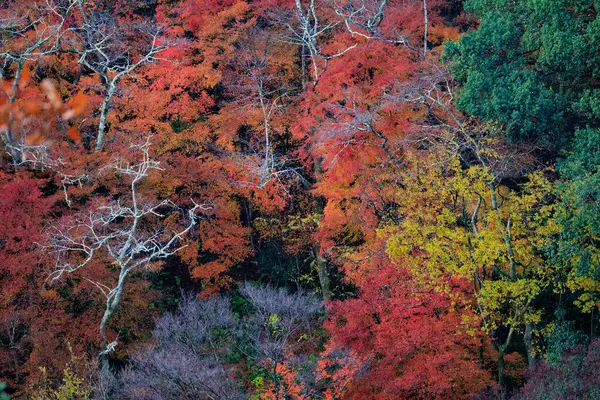 Vibrerande Röd Höst Lövverk Arashiyama Japan Royaltyfria Stockbilder
