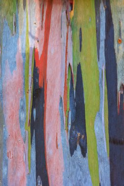 Renkli ve canlı okalipteus deglupta gövdesi. yeşil, kırmızı ve mavi çizgiler.