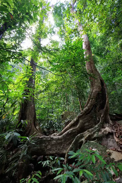 Ağacı Içinde Delik Olan Büyük Bir Ağacı Olan Bir Orman — Stok fotoğraf