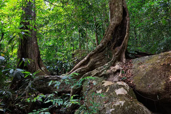 一棵有洞的大树被一片森林环绕着 马来西亚Langkawi岛 图库图片