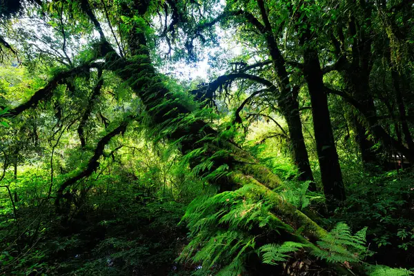 Tayland Doi Inthanon Yemyeşil Ormanında Üzerinde Yosun Yetişen Bir Ağaç Telifsiz Stok Imajlar