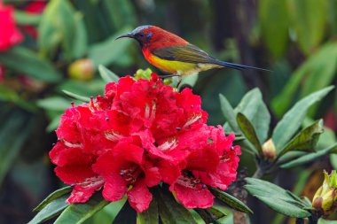 Mrs. gould's sunbird standing on wild rhododendron red flowers in the Doi Inthanon national park, Thailand clipart