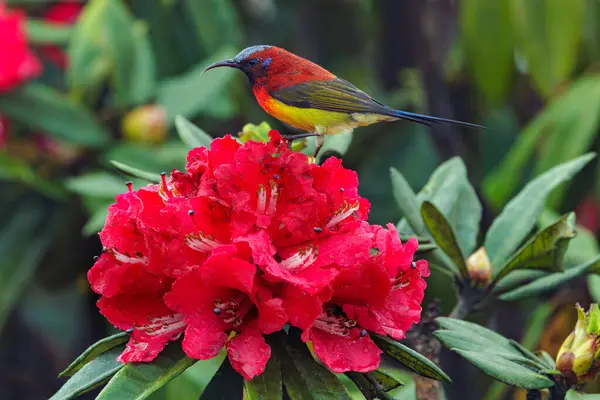 Sluneční Pták Paní Guldové Stojící Divokých Rhododendronově Červených Květinách Národním — Stock fotografie