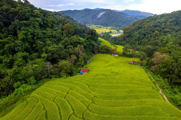 Letecký Snímek Terasovitého Ricefieldu Vesnici Mae Klang Luang Národní Park Stock Fotografie