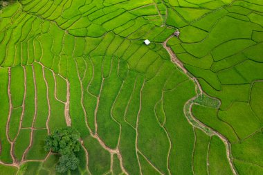 Drone aerial top view of the ricefields of Bo Kluea, Nan Province, Thailand clipart