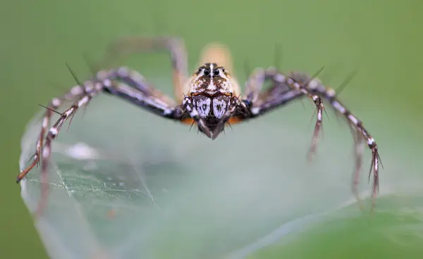 Närbild Ett Hoppande Spindelsläkte Hamadruas Thailand Stockfoto