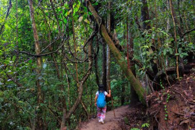 Doi Inthanon, Tayland 'ın derinliklerinde yürüyen bir kadın.