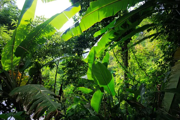 タイ北部メーカンポンの深くて緑豊かなウェットジャングル ロイヤリティフリーのストック写真