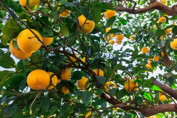 そこからたくさんのオレンジがぶら下がっている木 オレンジは熟しており 採取する準備ができています 木は生命とエネルギーに満ちている ロイヤリティフリーのストック写真