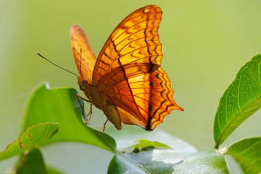 Kelebek kruvazörü, Vindula erota, bir yaprağın üzerinde duruyor güneş ışığı kanatlardan geçiyor, Tayland .