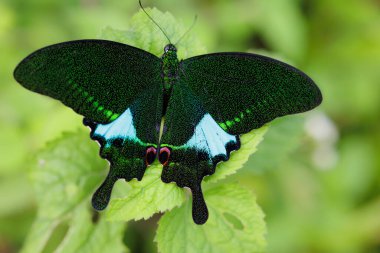 Tayland 'daki Khao Yai Ulusal Parkı' nda yaprağın üzerinde duran renkli Papilio Paris Kelebeği .