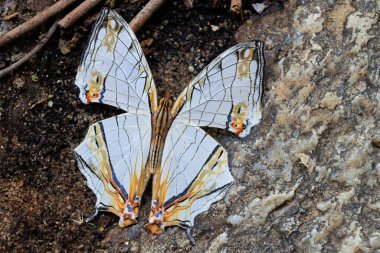 The butterfly Common Mapwing (Cyrestis thyodamas) standing on a granite rock ground, Thailand clipart