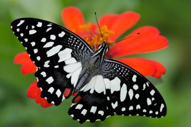 Papilio Demoleus, The Lime Butterfly, Tayland 'daki çiçeklerden nektar topluyor.