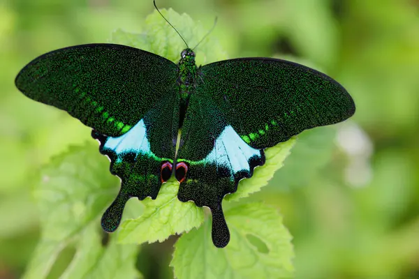 Colorful Papilio Paris Butterfly Standing Leaf Khao Yai National Park — Stock Photo, Image