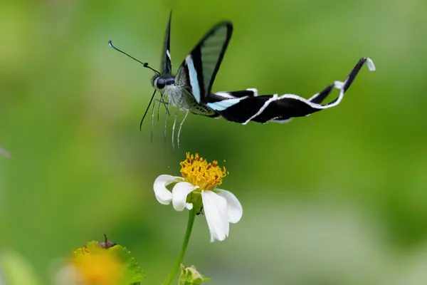 这只优雅的绿蜻蜓尾蝶在泰国的草地上飞翔 在野雏菊上采集花粉 图库图片