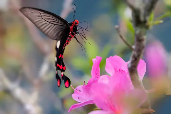 Великий Вітряний Млин Збирає Пилок Рожевих Квітках Азалії Національний Парк Стокове Зображення