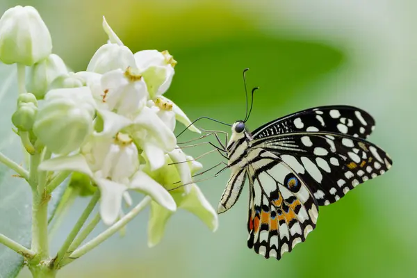 Papilio Demoleus Kelebek Dev Samanotları Calotropis Cinsi Çiçeklerinden Nektar Topluyor Stok Resim