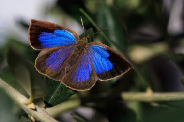 Japon Oakblue (arhopala japonica) Japonya 'da endemik bir türdür. .