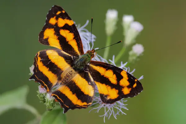 Метелик Symbrentea Півострівний Джокер Збирає Пилок Квітці Таїланд Стокове Фото