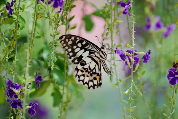 Papilio Demoleus Mariposa Cal Recogiendo Néctar Las Flores Del Cielo Imágenes de stock libres de derechos