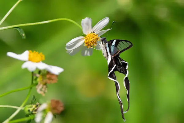 Грациозная Зеленая Бабочка Lamproptera Meges Летающая Лугу Собирающая Пыльцу Дикой Стоковая Картинка