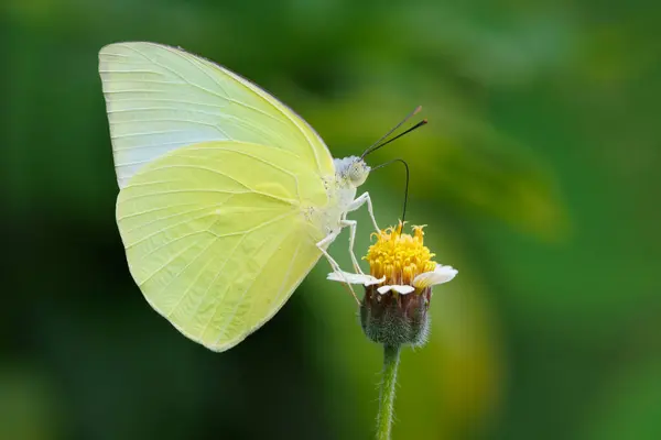 Бабочка Эмигрантка Лимоном Помона Катопсилия Собирает Пыльцу Дикой Маргаритке Таиланд Стоковое Фото