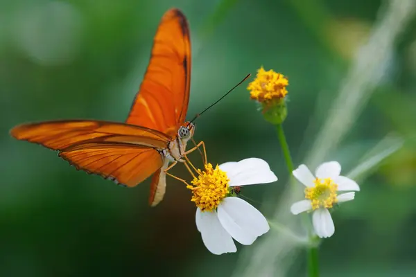 Seitenansicht Eines Julia Heliconian Dryas Iulia Schmetterlings Der Pollen Auf Stockfoto