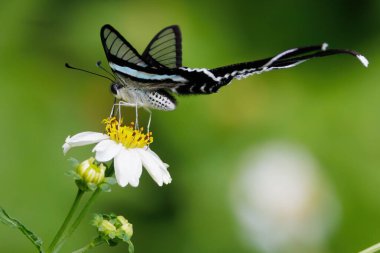The graceful Green Dragontail butterfly, Lamproptera meges, flying in a meadow and gathering pollen on wild daisy, Thailand. clipart
