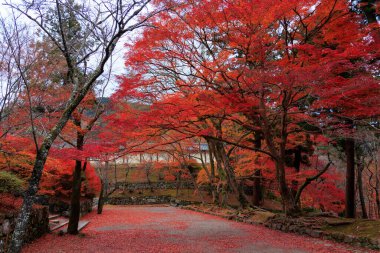 Japonya 'nın Kyoto şehrinde canlı kırmızı sonbahar yeşillikleri.