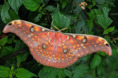 Erkek Antheraea larissa Malezya 'da bir lantana bitkisinin üzerinde duruyor.