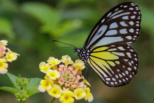 stock image Yellow Glassy Tiger (Parantica aspasia) gathering pollen on Lantana flower, Malaysia