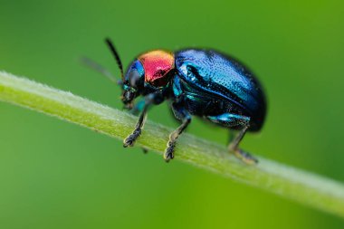 Mavi Süt Yosunu Böceği Parheminodi kazıcısı bir sapın üzerinde duruyor.