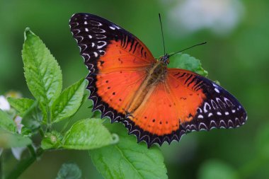 Tropical butterfly cethosia biblis hanging on a dry blade grass, Thailand clipart