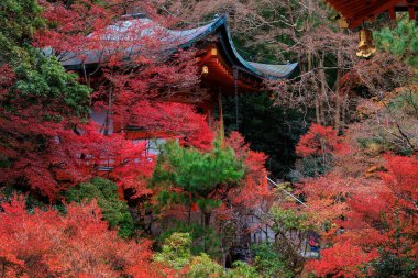 Japonya, Kyoto 'daki Bishamondo Tapınağı' nda canlı kırmızı sonbahar yeşilliği..