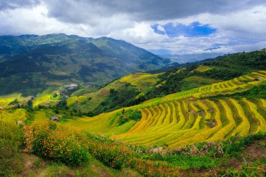 Sapa, Vietnam yakınlarındaki La Pan Tan pirinç tarlasının insansız hava görüntüsü.