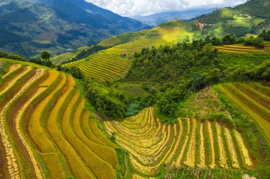 Sapa, Vietnam yakınlarındaki La Pan Tan pirinç tarlasının insansız hava görüntüsü.