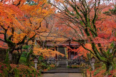 Vibrant red autumn foliage in Eikan-do Zenrin-ji temple, Kyoto, Japan. clipart