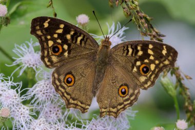 Limonlu Pansy, Junonia limonias, Tayland 'da çiçekler üzerinde polen topluyor.