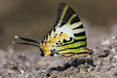 Beş Çubuklu Kılıç Kuyruğu, Graphium Antipati, ıslak kumda su topluyor.