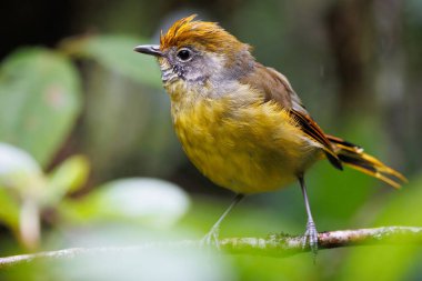 Birkaç kestane kuyruklu Minla Actinodura strigula bir dalın üzerinde duruyor, Doi Inthanon yağmur ormanları, Tayland