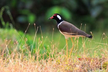 Red-wattled Lapwing ,Vanellus indicus standing in a dry field, Langkawi, Malaysia clipart