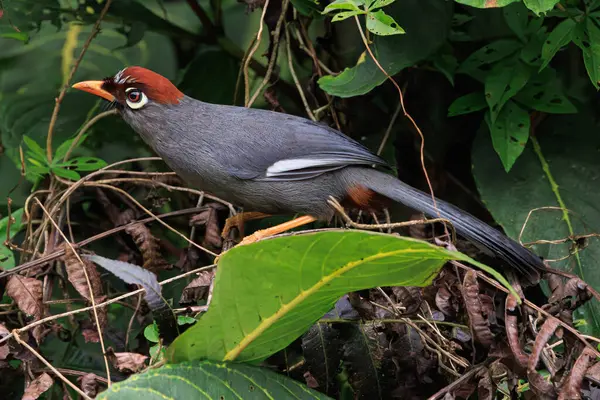 stock image Chestnut-capped Laughingthrush, Pterorhinus mitratus, standing in lush jungle, Bukit fraser, Malaysia