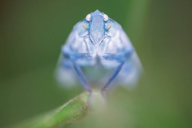 Planthopper Aphaena najas macro portrait standing on a stem, Thailand. clipart