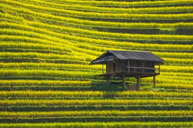 Sapa, Vietnam yakınlarındaki La Pan Tan pirinç tarlasında tahta barınak.